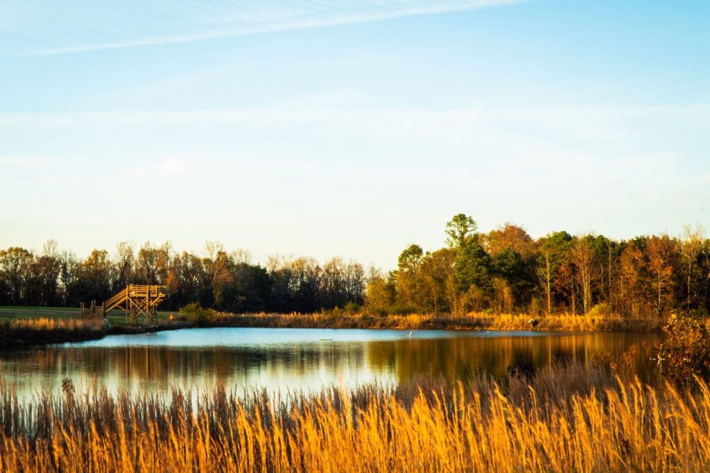 A serene pond surrounded by golden fields and trees at Peaceful Pointe, offering a picturesque setting for outdoor weddings and nature-inspired celebrations.